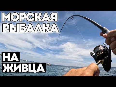 Видео: ПОТАЩИЛ ТАК, ЧТО НЕ ОСТАНОВИТЬ, ОБОРВАЛ ВСЮ СНАСТЬ. МОРСКАЯ РЫБАЛКА НА ЖИВЦА.