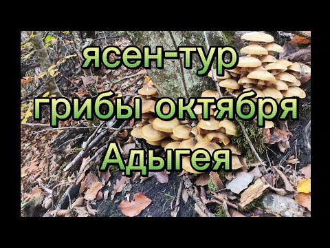 Видео: Грибы октября Адыгея 