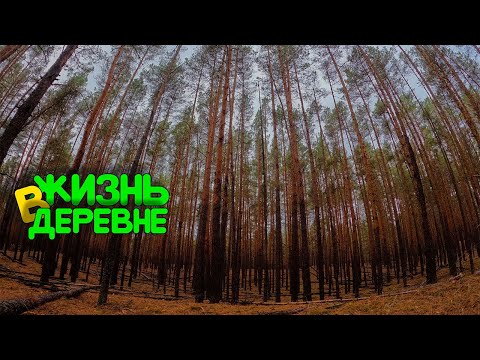 Видео: Штукатурка и Грибы