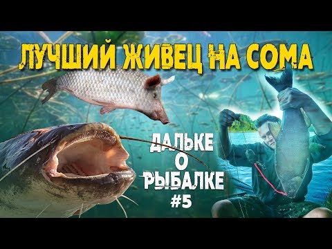 Видео: Лучший живец на сома | #Дальке о рыбалке 5