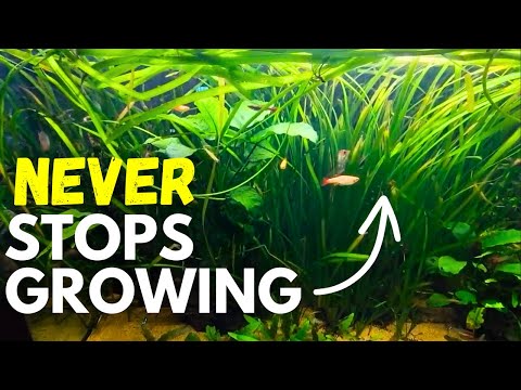 Видео: Руководство по уходу за Jungle Val: аквариумное растение, которое НИКОГДА НЕ ПЕРЕСТАЕТ РАСТАТЬ!