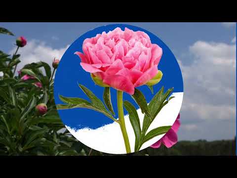 Видео: Дидактична вправа "Квіти навколо нас"