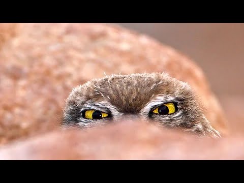 Видео: КТО ВАМИ ИНТЕРЕСУЕТСЯ ⁉️ #тароонлайн