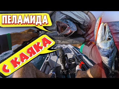 Видео: Пеламида с Каяка
