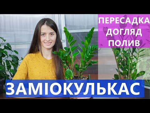 Видео: ЗАМІОКУЛЬКАС ДОГЛЯД ТА ПЕРЕСАДКА 🌿 ЩО РОБИТИ ПІСЛЯ ПОКУПКИ 🎁 ВИРОЩУВАННЯ В ДОМАШНІХ УМОВАХ 🏡