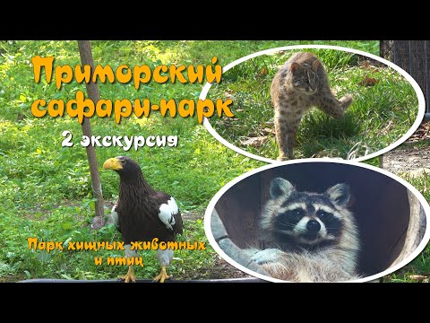 Видео: Приморский САФАРИ ПАРК -  2 экскурсия - мелкие хищники и птицы.