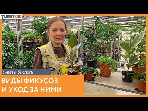 Видео: Фикус. Основные виды и уход в домашних условиях | Советы биолога