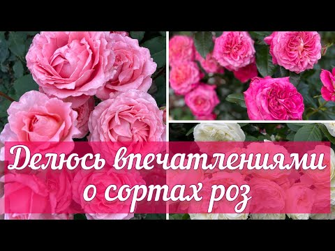 Видео: Мои впечатления о сортах роз в первое цветение. Нарушение баланса Калий-Кальций- Бор, последствия..