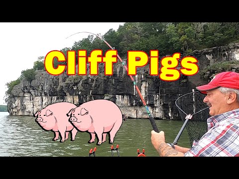 Видео: Клифф Пигс, ловля пары ТРОФЕЙНЫХ сомов