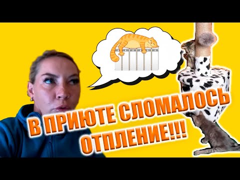 Видео: Не ДАЙТЕ НАМ ЗАМЕРЗНУТЬ!!! ЗИМА БЛИЗКО И БЕДА ПРИШЛА ОТ КУДА НЕ ЖДАЛИ!