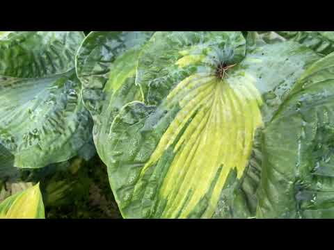 Видео: Сад хост в Бийске. Hosta garden tour16.07.22 #хосты#хоста#сад#садоводство