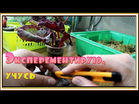 Видео: Укорененяю листья Бегонии в первый раз