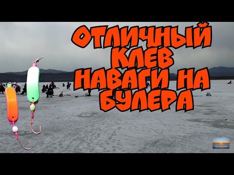 Видео: Отличный клёв наваги на булера. Речка МАЙХА