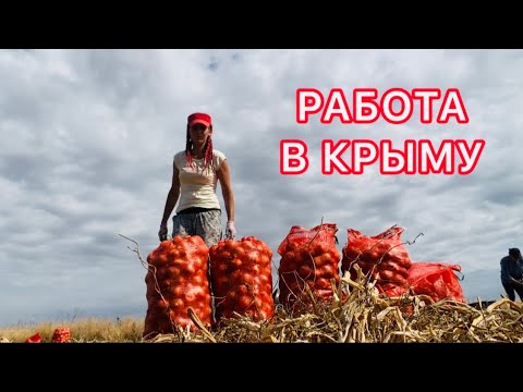Видео: Уборка лука 🧅 сбор клубники 🍓фасоль🫘