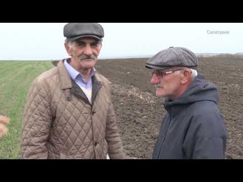 Видео: Посадка картофеля и других озимых культур в СПК " Дружба"