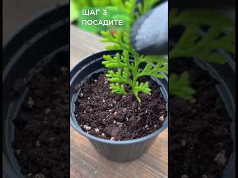 Видео: Черенкование и посадка туи(туя Смагард). Инструкция⬇️