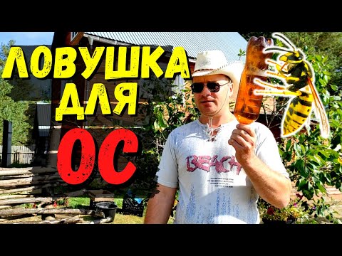 Видео: САМАЯ ЭФФЕКТИВНАЯ ЛОВУШКА НА ОС И ШЕРШНЕЙ #49