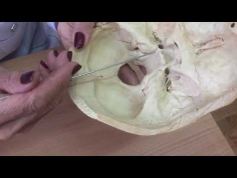 Видео: Самай сүйегі