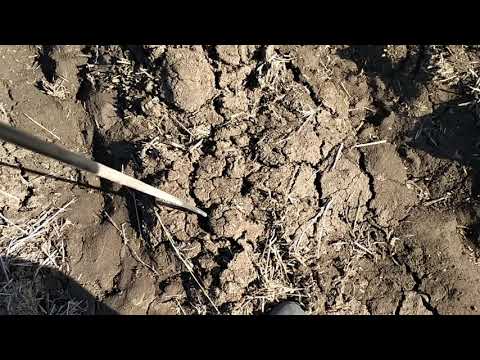 Видео: Определение промачивания (оттаивания) почвы в вариантах с различной обработкой почвы - 05.04.2022 г.