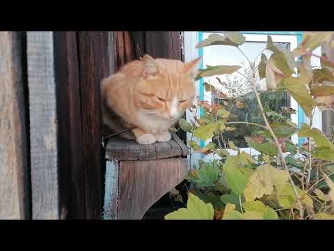 Видео: деревня,