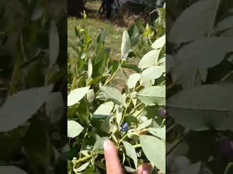 Видео: вкусовые качества голубики