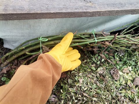 Видео: Обработка роз, когда сниму укрытие? Подкормка чеснока, подготовка капустных грядок. Покупки для сада