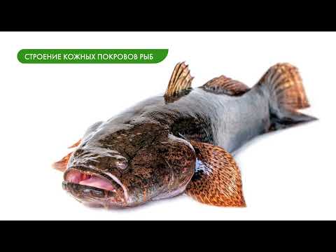 Видео: Местообитание и внешнее строение рыб