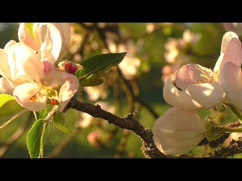 Видео: Эксперимент с воздушными отводками