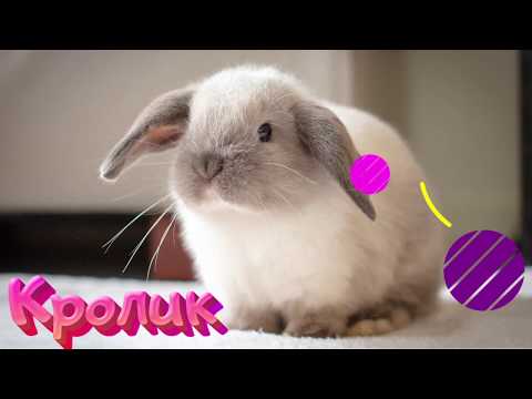 Видео: Домашние питомцы🐾Викторина для малышей🏆Развивающие мультики для детей