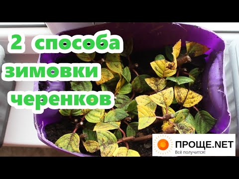 Видео: Проверим, как лучше укореняются осенние черенки метельчатой гортензии, дома или на улице.Эксперимент