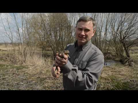 Видео: Бородавки от жабы.