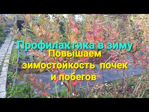 Видео: Обработка голубики в ОКТЯБРЕ!!!