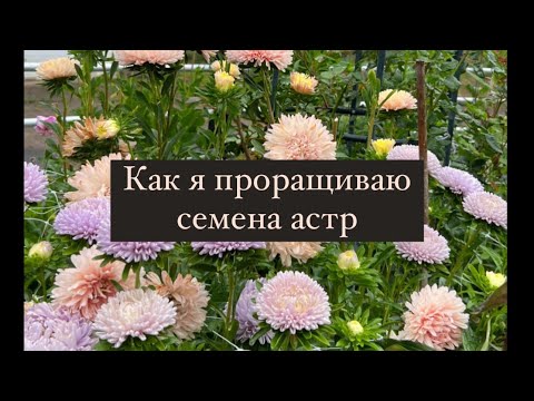 Видео: Астры. Как я проращиваю семена астр.