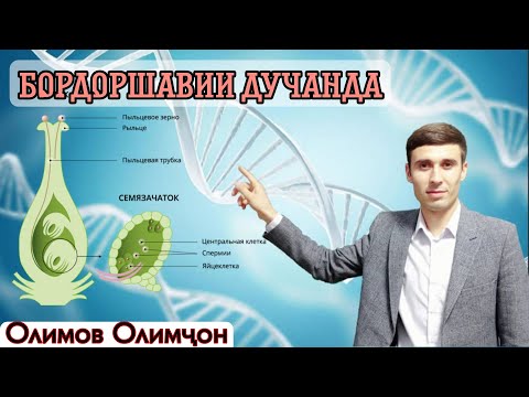 Видео: Бордоршавии дучанда. Бо Олимов Олимджон.