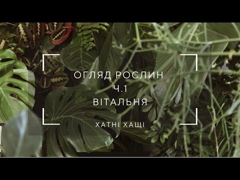 Видео: Повний огляд кімнатних рослин | частина 1| 115 рослин у вітальні