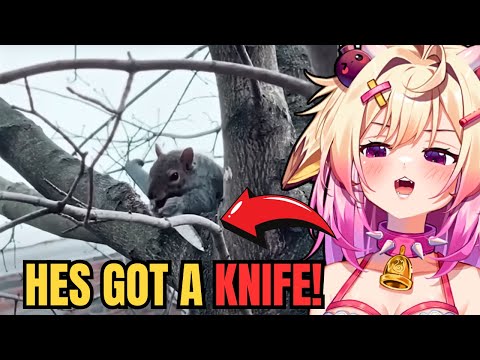 Видео: Зачем этой белке нож?! | Реакция Rosiebellmoo