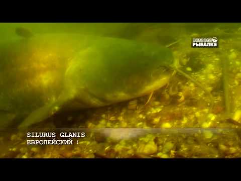 Видео: СОМ ЗИМОВКА.  Silurus glanis О чём молчат рыбы 73