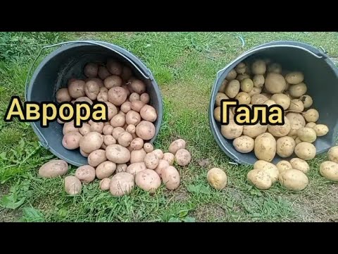 Видео: Обзор сортов Аврора и Гала. Картофель без окучивания.