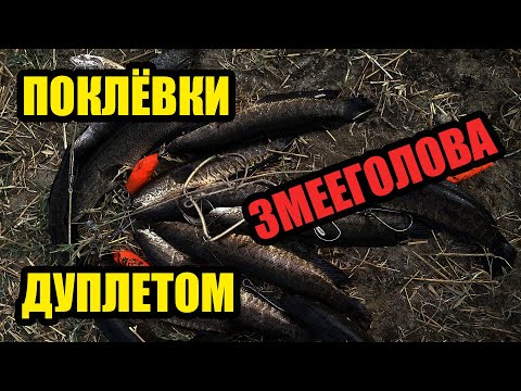 Видео: ЛОВЛЯ ТРОФЕЙНОГО ЗМЕЕГОЛОВА НА СПИННИНГ / ПОКЛЁВКИ ЗМЕЕГОЛОВА ДУПЛЕТОМ