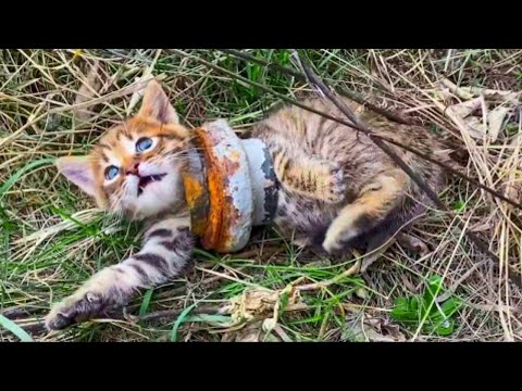 Видео: Животные Просят Людей Помочь! ТОП 10 Случаев Спасения Животных Снятых на Камеру