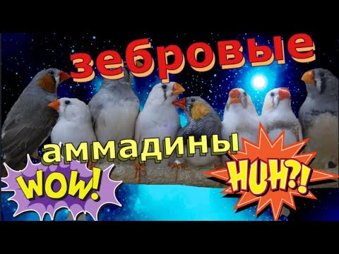Видео: зебровые аммадины пополнение/ как амадины размножаются - птенцы/кореллы