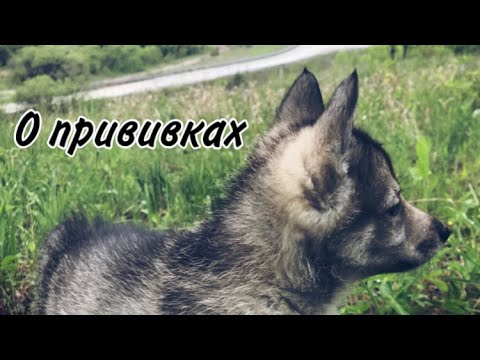 Видео: Стоит ли ставить прививки щенкам ЗСЛ