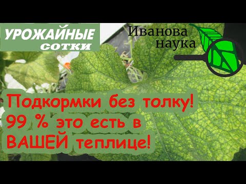 Видео: ВОТ КТО ПРИНЕС ВАМ ЗАРАЗУ ПАУТИННОГО КЛЕЩА!  Огурцы опять желтеют и всё без толку? Сделайте ТАК!