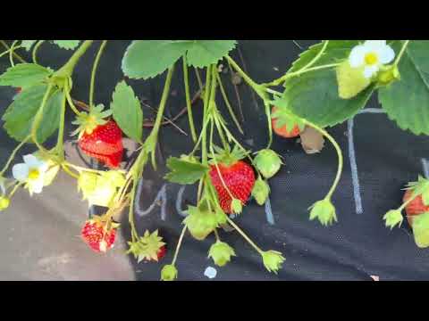 Видео: Китайские сорта в плодоношении. Ну очень очень вкусно🍯🥰👍.