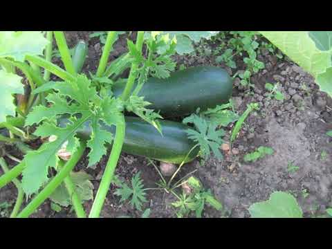 Видео: Обзор моего не идеального огорода в августе
