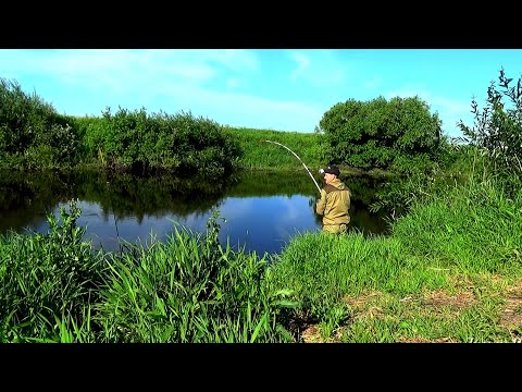 Видео: РЫБАЛКА С НОЧЁВКОЙ НА ДОНКИ КРОКОДИЛ! ПРИЕХАЛ В ДИКОЕ МЕСТО! ЗАКИНУЛ И ПОНЕСЛОСЬ! Рыбалка 2024