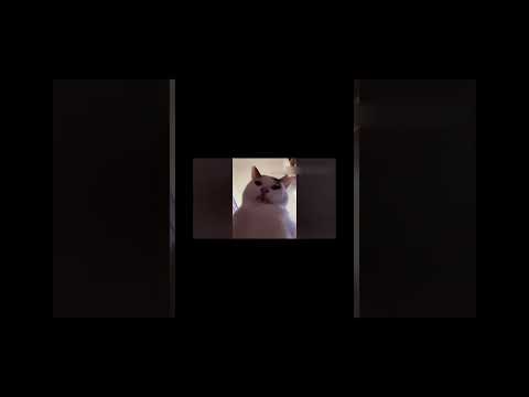 Видео: Смотрю смешные видео с животными.