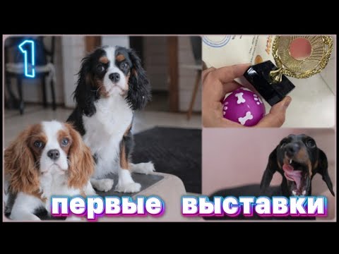 Видео: ВЫСТАВКИ СОБАК. 🥇 НАЧАЛО. КАВЕР КИНГ ЧАРЛЬЗ СПАНИЕЛЬ.