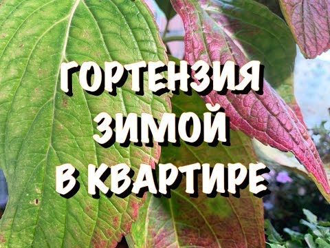 Видео: 🌸ГОРТЕНЗИЯ в ДЕКАБРЕ🌸ПРОБЛЕМЫ ЗИМОВКИ🤔