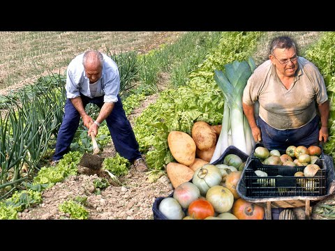 Видео: Садоводы прошлых лет без химикатов и без современной техники. Вот как работали хранители сада.